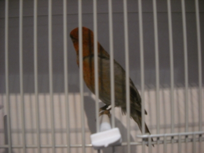 Pine Grosbeak_1