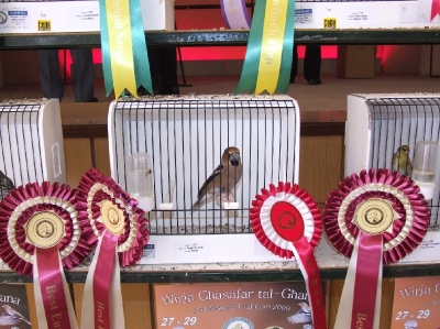 3rd Annual Show-Attard_6