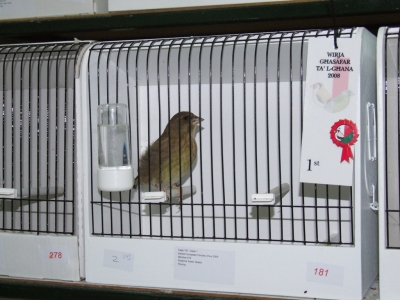 February 2008 annual show_7