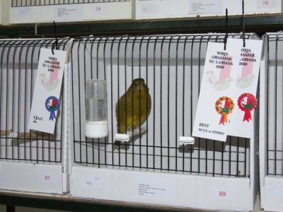 February 2008 annual show_10