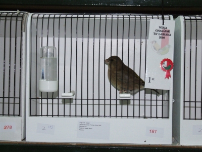 February 2008 annual show_12