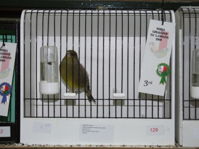 February 2008 annual show_14