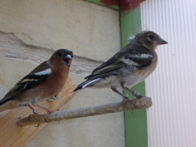 BREEDING 2009_1