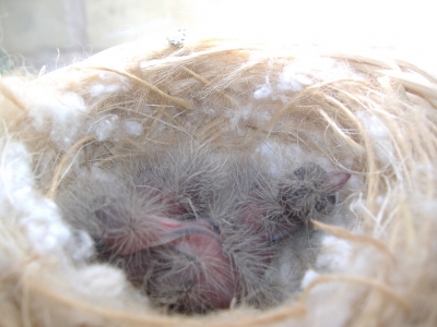 BREEDING 2009_5