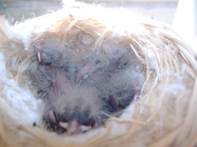 BREEDING 2009_7