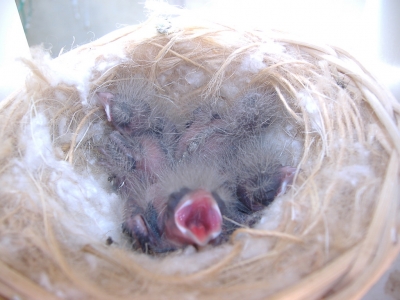 BREEDING 2009_8