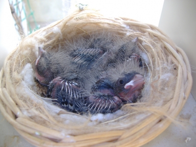 BREEDING 2009_9