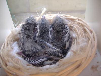 BREEDING 2009_10