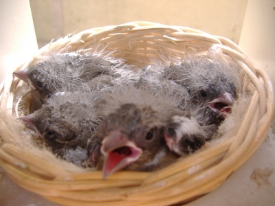 BREEDING 2009_11