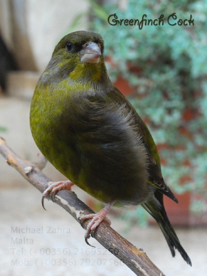 Greenfinch cock _4