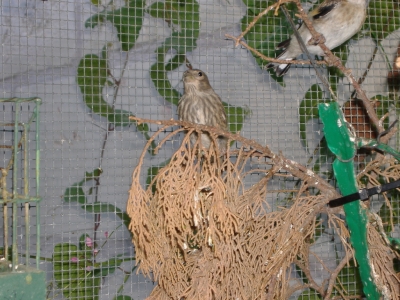 GOJJINI 2007_11