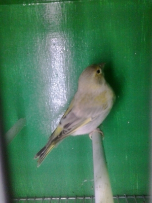 green finch_2