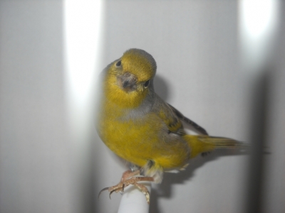 Citril finch_1