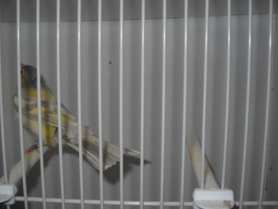 Opal mutation Chaffinch_1