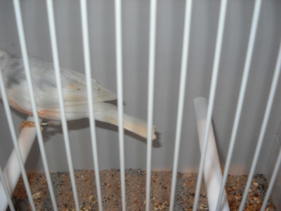 Pied Bullfinch_1