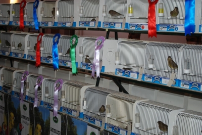 Song Bird Association Malta_6