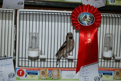 Annual Show November 2016_1