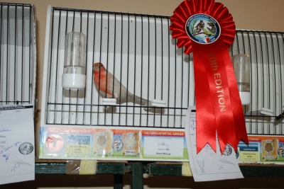 Annual Show November 2016_4