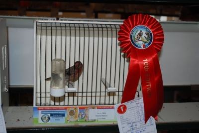 Annual Show November 2016_5