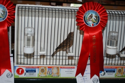 Annual Show November 2016_6