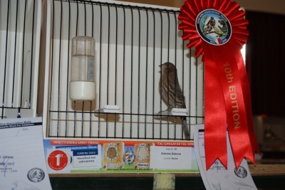 Annual Show November 2016_9