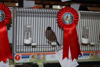Annual Show November 2016_10