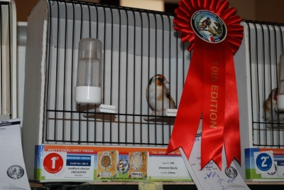 Annual Show November 2016_11