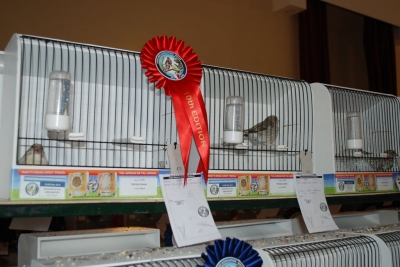 Annual Show November 2016_19