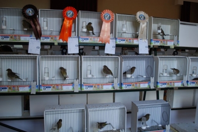 Annual Show November 2016_34