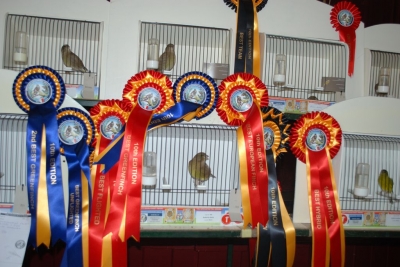 Annual show November 2016_6