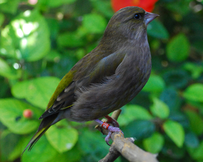 Greenfinch hen_1