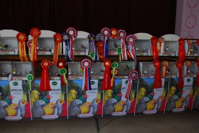 Annual Show 2013 Mount Carmel Hospital_5
