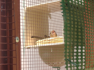BREEDING 2009_4