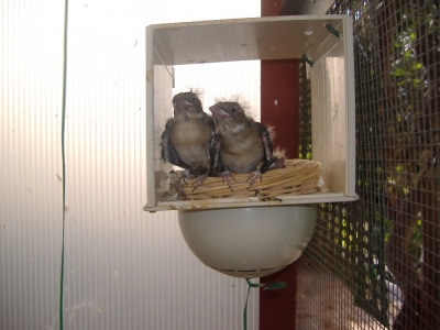 BREEDING 2009_12