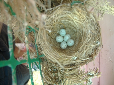 GOJJINI 2007_2