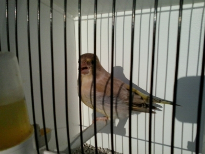 green finch_10