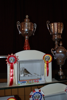 Annual show 2014_5
