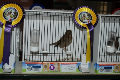 Annual show 2014_33