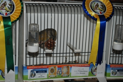 Annual show 2014_36