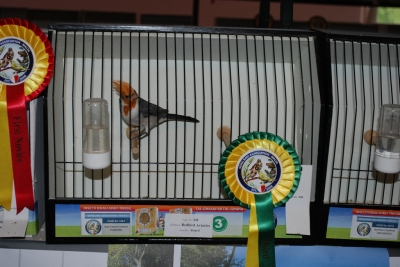 Annual show 2014_42
